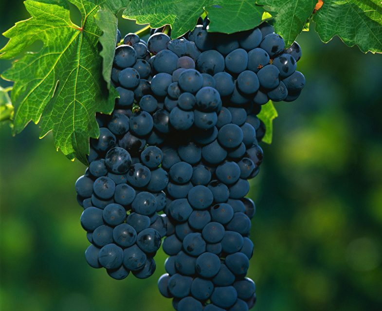 Grapes Branches